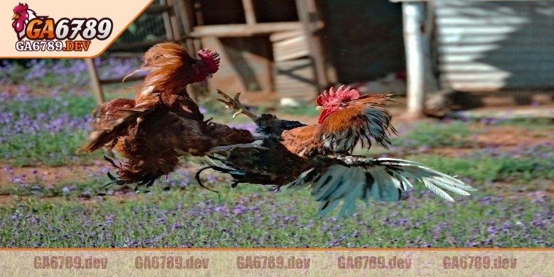 Đá Gà Tre GA6789 – Điểm Dừng Chân Lý Tưởng Cho Các Kê Thủ 2  Các cá thể quá hung hăng, chậm nhịp sẽ bị loại