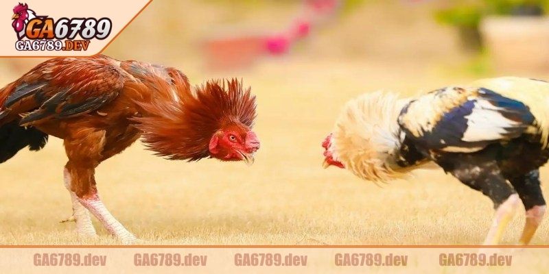 Đá Gà Tre GA6789 – Điểm Dừng Chân Lý Tưởng Cho Các Kê Thủ 3 Tất cả cá thể thi đấu không được gắn cựa nhân tạo