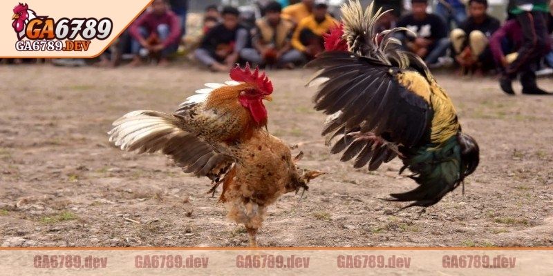 Đá Gà Tre GA6789 – Điểm Dừng Chân Lý Tưởng Cho Các Kê Thủ 1 Thông tin cơ bản về đá gà tre GA6789